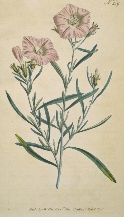 Convolvulus oleaefolius - Curtis's Botanical
