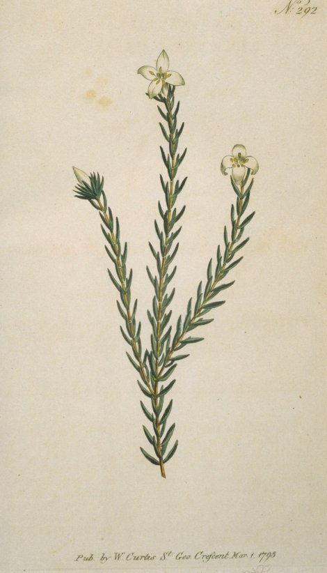 Cryptadenia breviflora - Curtis's Botanical