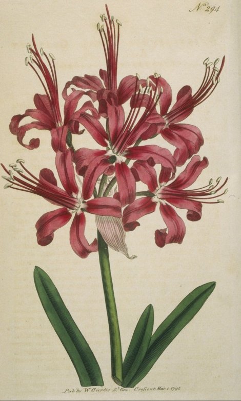 Nerine sarniensis - Curtis's Botanical