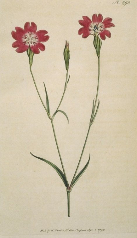 Silene Coeli-rosa - Curtis's Botanical