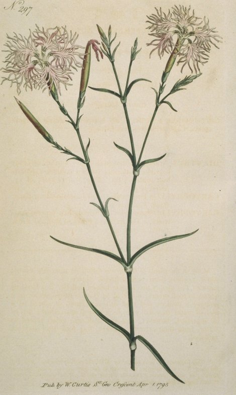 Dianthus superbus - Curtis's Botanical