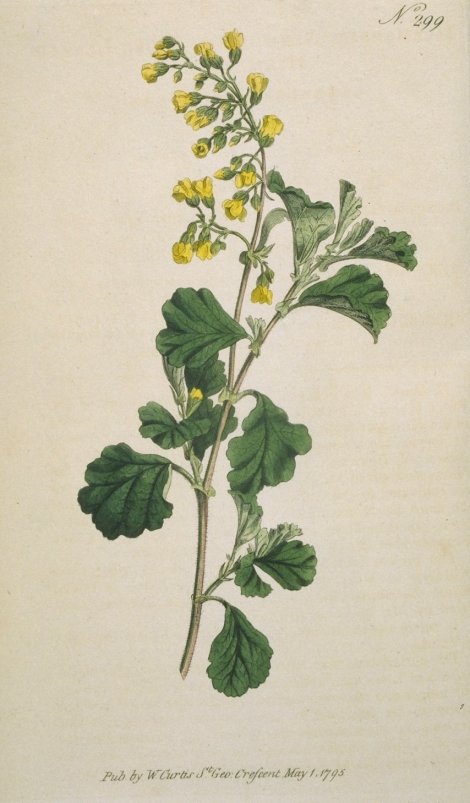 Hermannia alnifolia - Curtis's Botanical