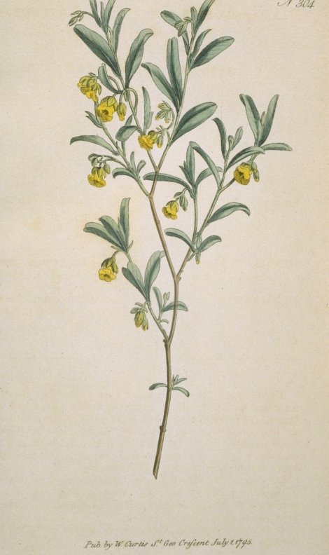 Hermannia lavendulifolia - Curtis's Botanical