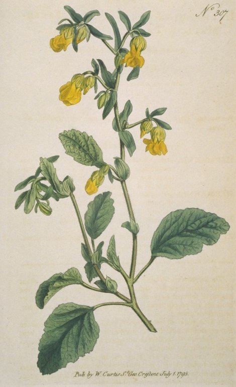Hermannia althaeifolia - Curtis's Botanical