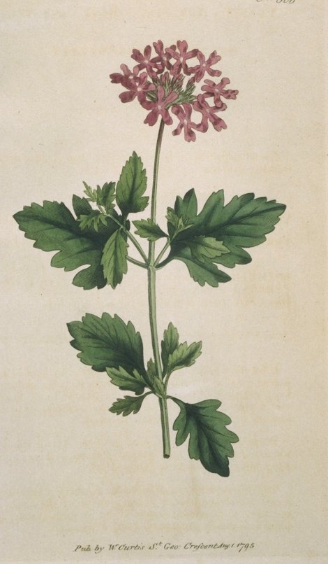 Verbena canadensis - Curtis's Botanical