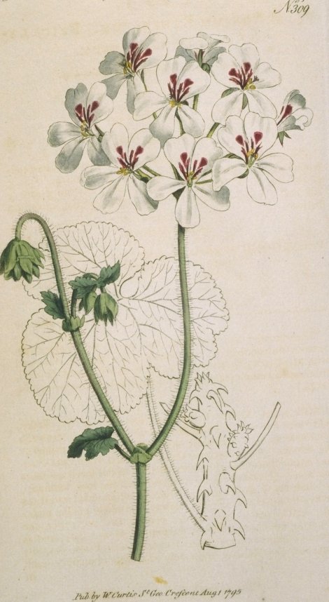 Pelargonium Echinatum - Curtis's Botanical