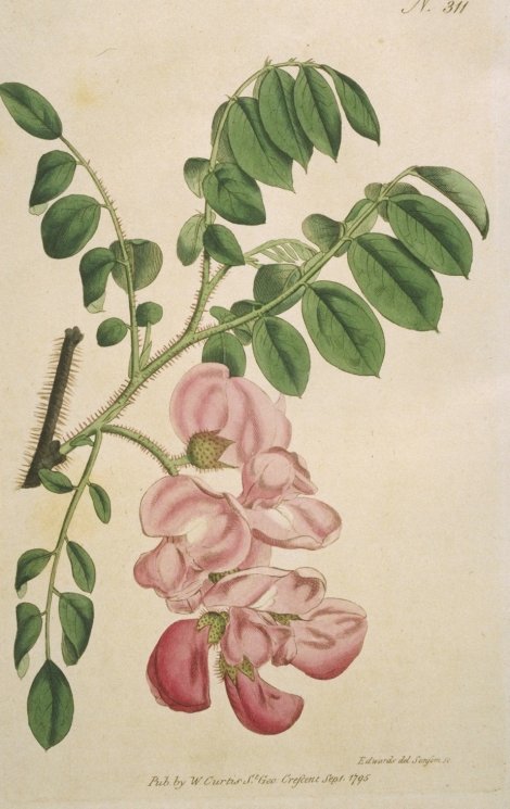Robinia hispida - Curtis's Botanical