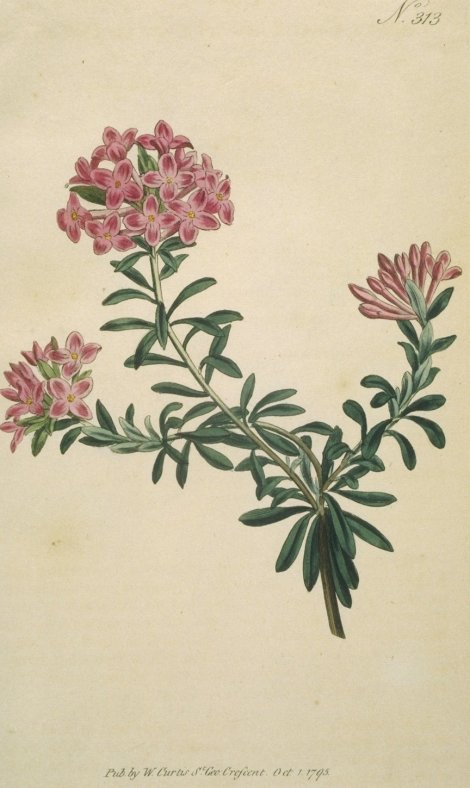 Daphne cneorum - Curtis's Botanical