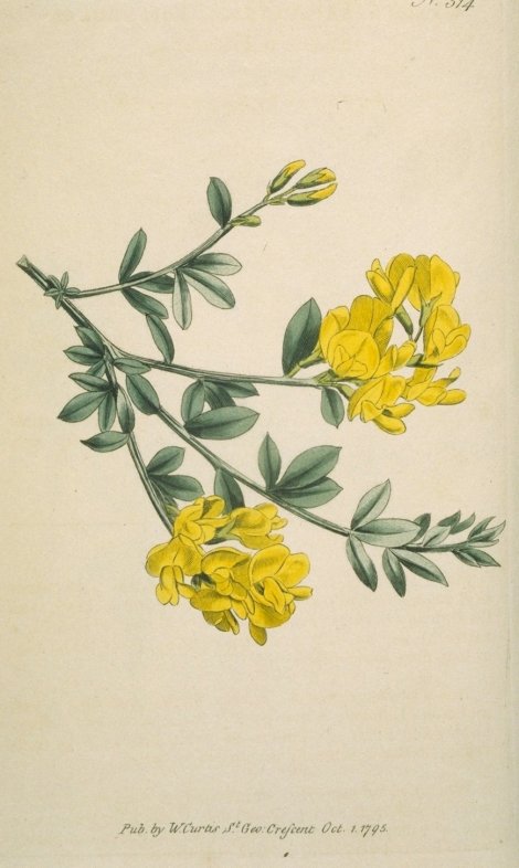 Genista lydia - Curtis's Botanical