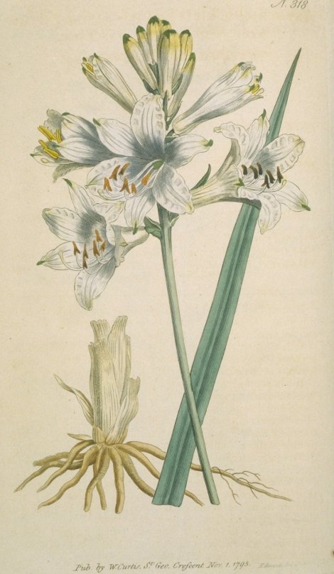 Paradisea liliastrum - Curtis's Botanical