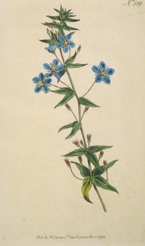 Anagallis monelli - Curtis's Botanical