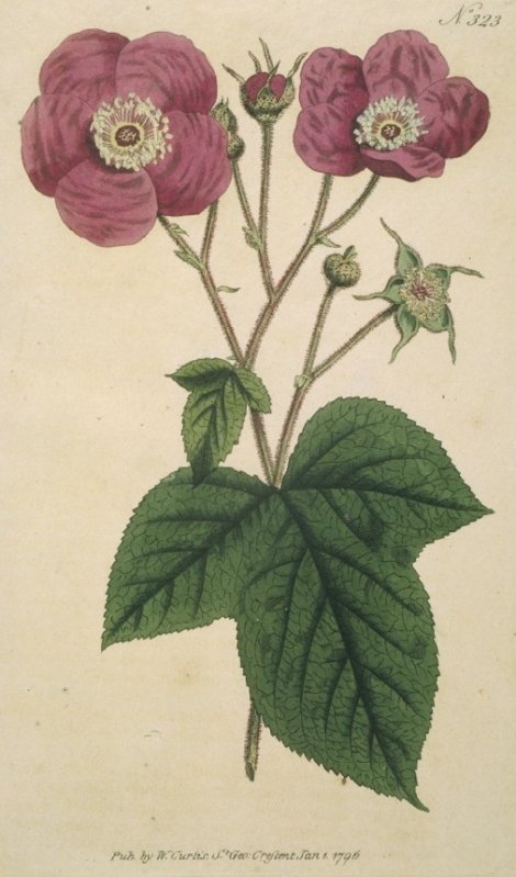 Rubus odoratus - Curtis's Botanical