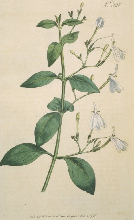 Justicia nasuta - Curtis's Botanical