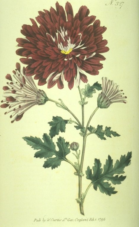 Dendranthema indicum - Curtis's Botanical