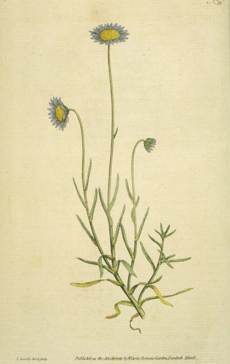 Felicia tenella - Curtis's Botanical