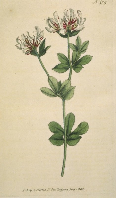 Dorycnium hirstum - Curtis's Botanical