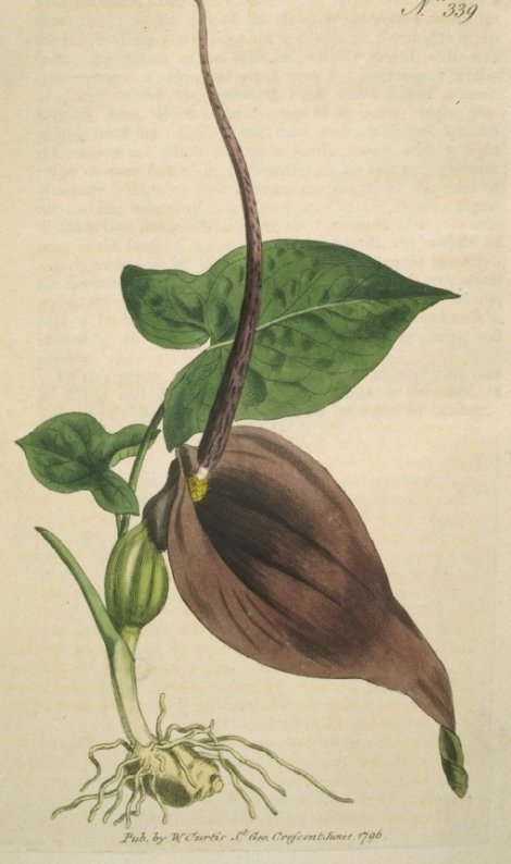 Arum trilobatum - Curtis's Botanical