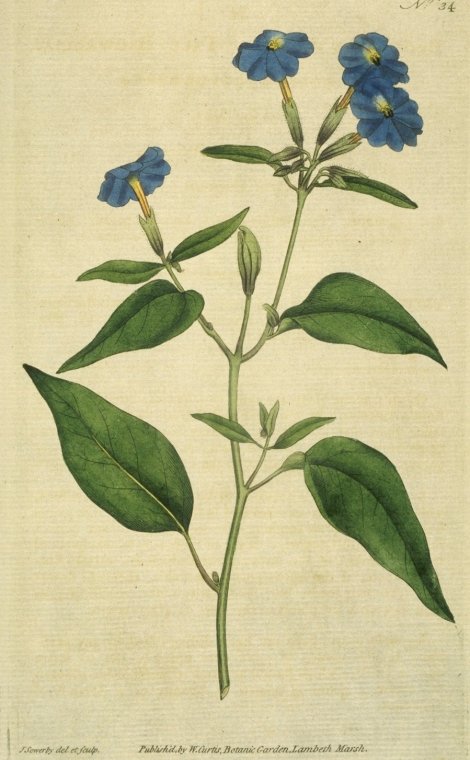 Browallia elata - Curtis's Botanical