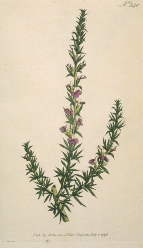Muraltia heisteria - Curtis's Botanical