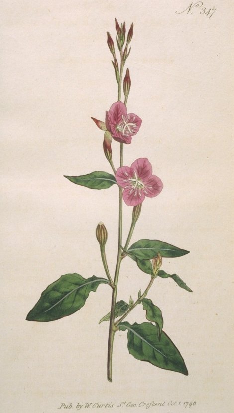 Oenothera rosea - Curtis's Botanical