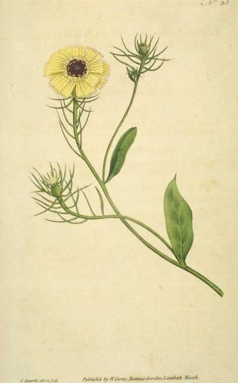Tolpis barbata - Curtis's Botanical