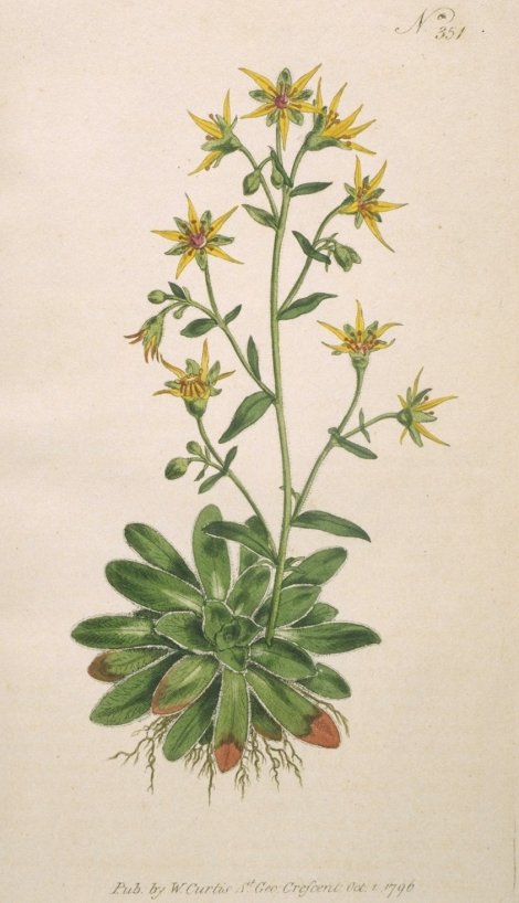 Saxifraga - Curtis's Botanical