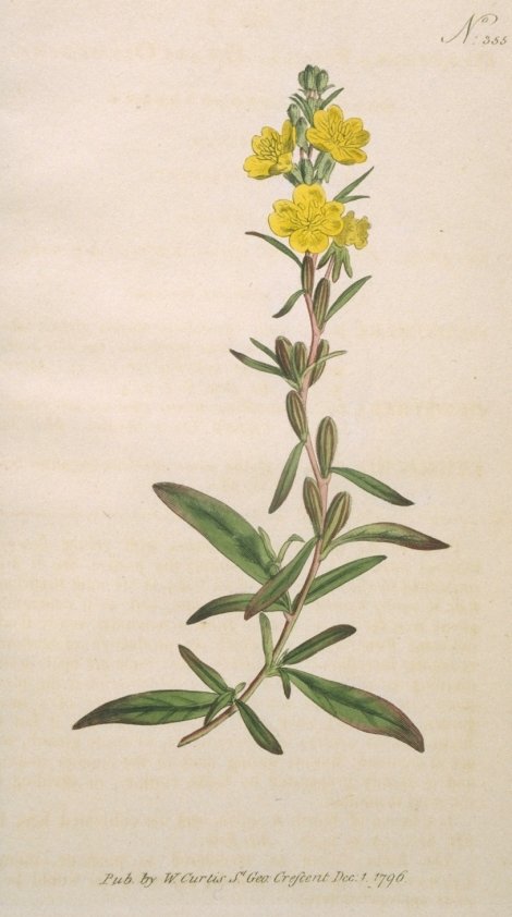 Oenothera pumila - Curtis's Botanical