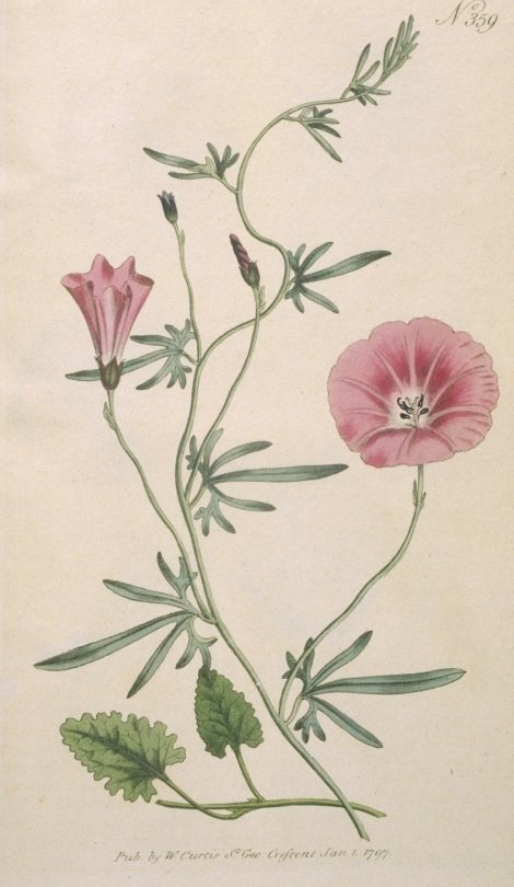 Convolvulus althaeoides - Curtis's Botanical