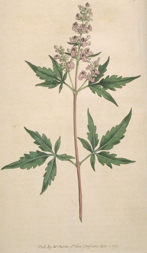 Vitex incisa - Curtis's Botanical