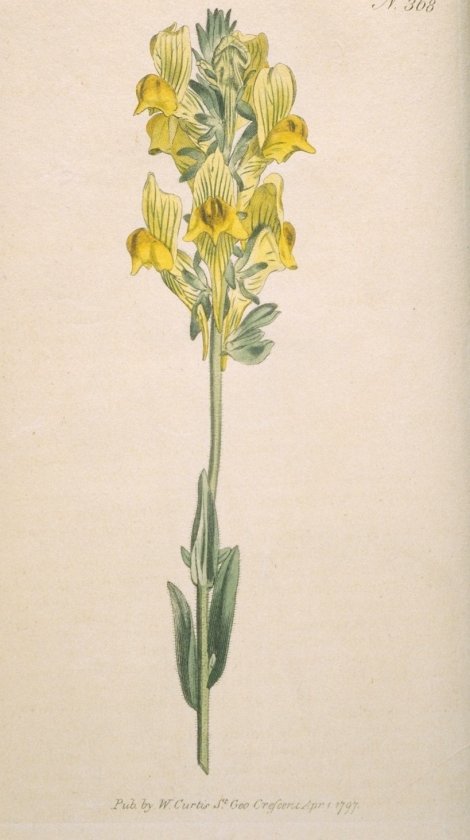 Linaria hirta - Curtis's Botanical