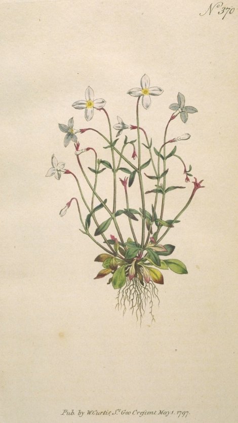 Houstonia caerulea - Curtis's Botanical