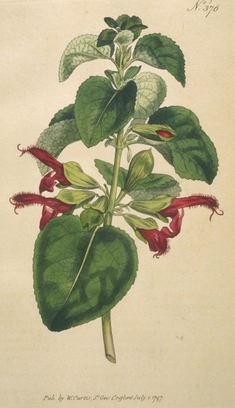 Salvia formosa - Curtis's Botanical