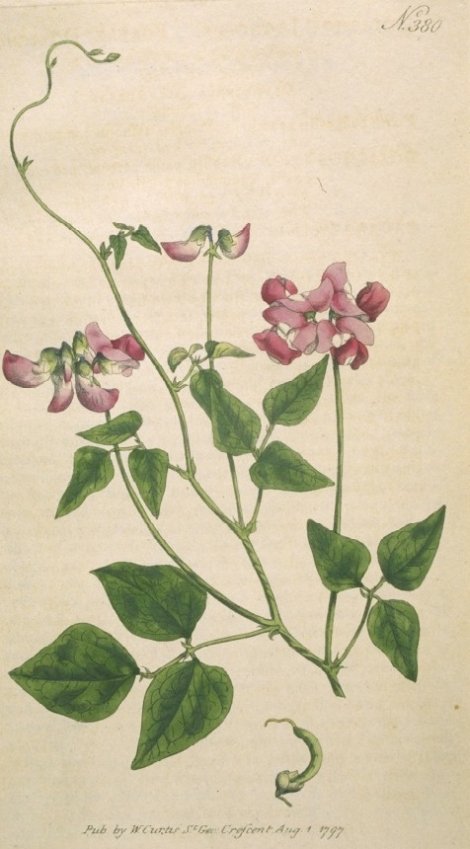 Dipogon lignosus - Curtis's Botanical