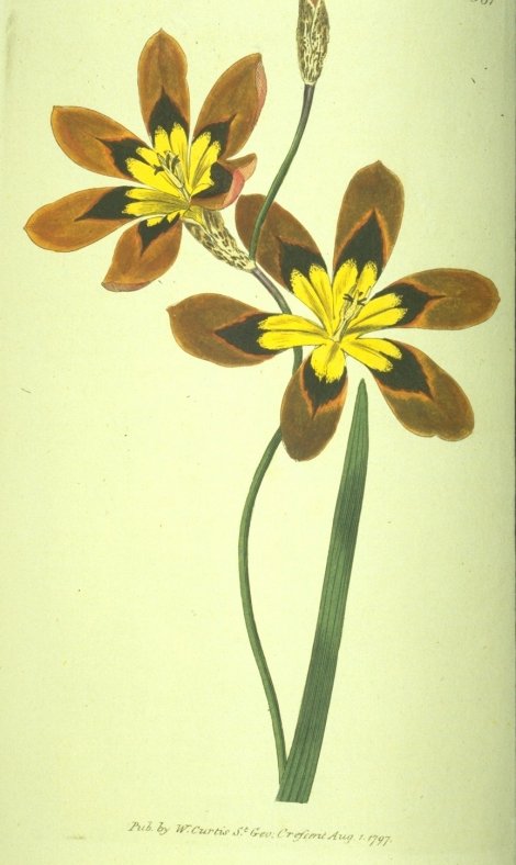 Sparaxis tricolor - Curtis's Botanical
