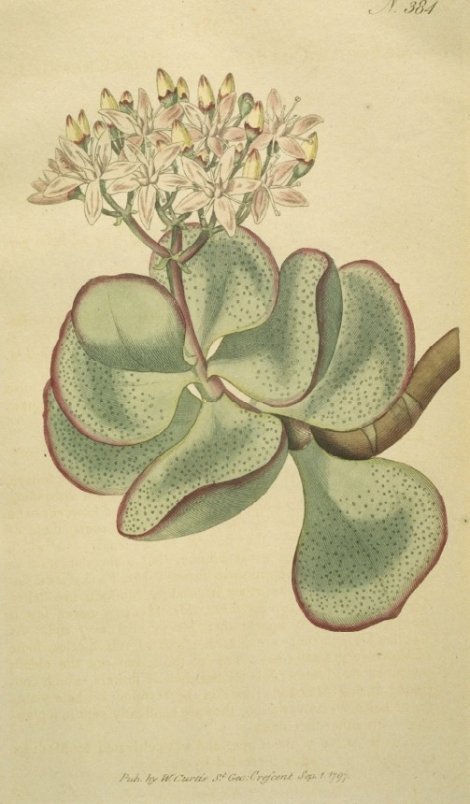Crassula cotyledon - Curtis's Botanical