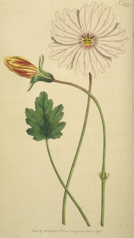 Monsonia speciosa - Curtis's Botanical