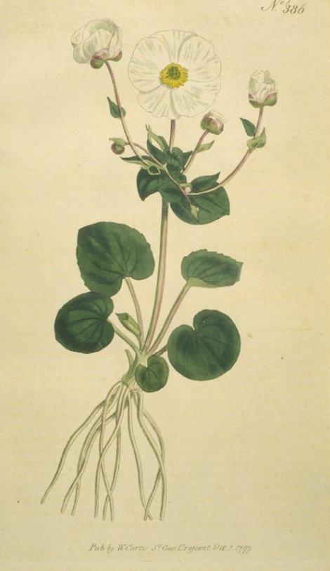 Ranunculus parnassifolius - Curtis's Botanical
