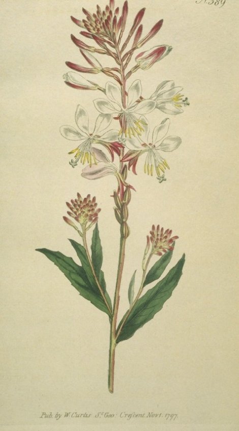 Gaura biennis - Curtis's Botanical