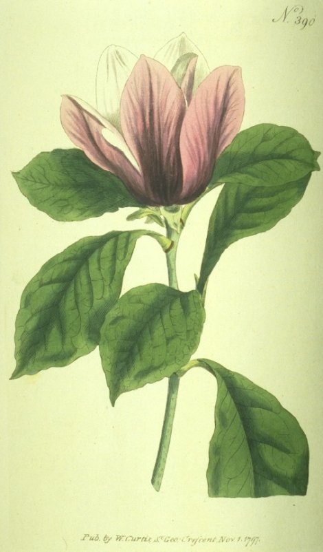 Magnolia liliflora - Curtis's Botanical