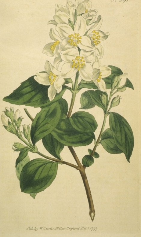 Philadelphus coronarius - Curtis's Botanical