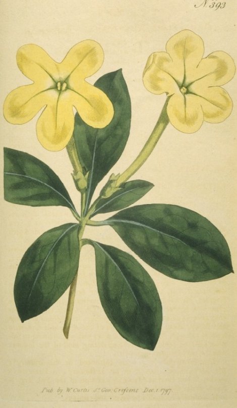Brunfelsia americana - Curtis's Botanical