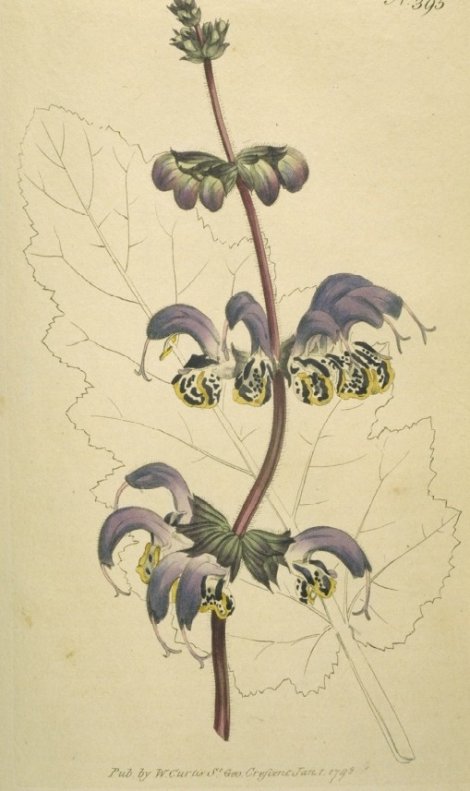 Salvia indica - Curtis's Botanical