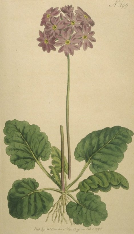 Primula cortusoides - Curtis's Botanical
