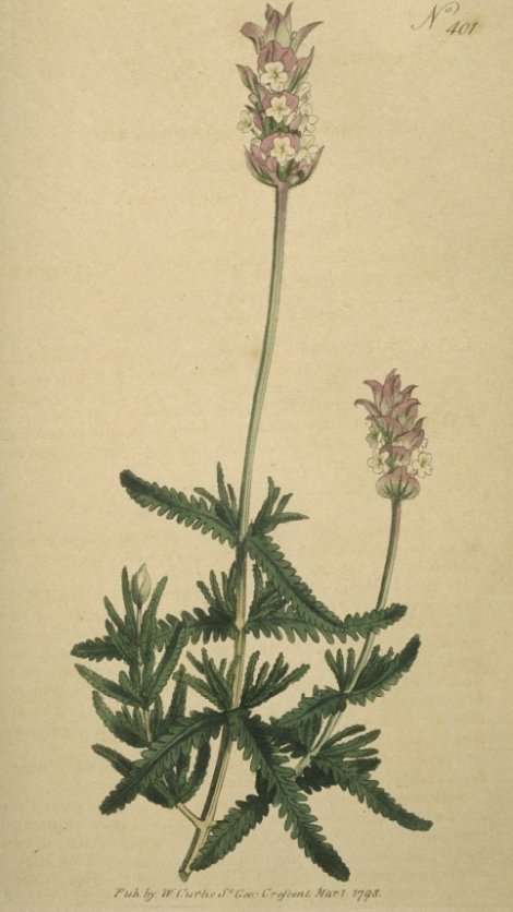 Lavandula pinnata - Curtis's Botanical