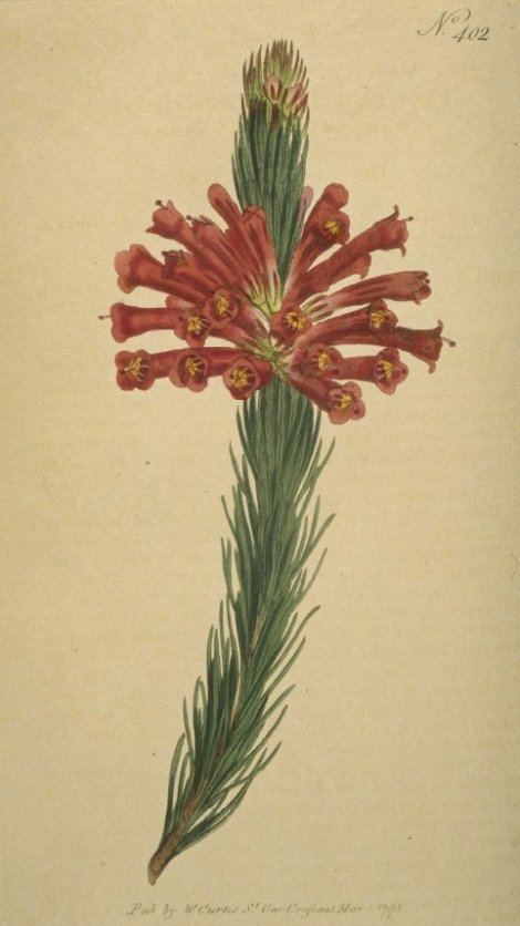 Erica vestita - Curtis's Botanical