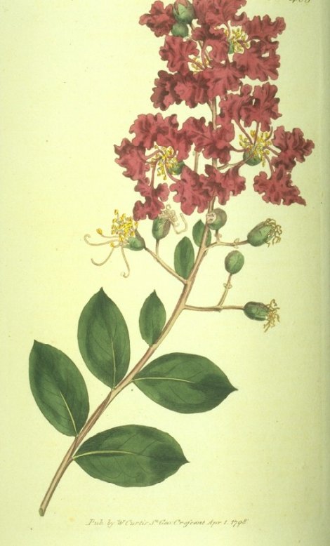 Lagerstroemia indica - Curtis's Botanical