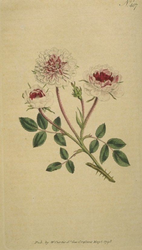 Rosa Gallica - Curtis's Botanical