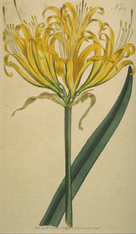 Lycoris aurea - Curtis's Botanical