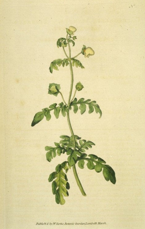 Calceolaria pinnata - Curtis's Botanical