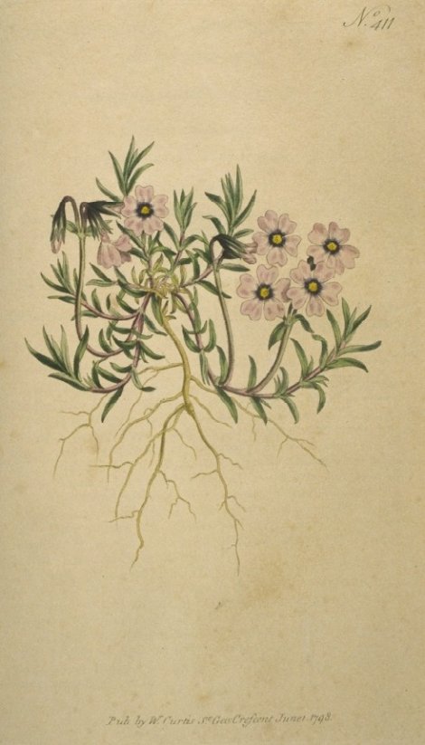 Phlox subulata - Curtis's Botanical